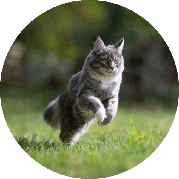 Surgery Emergency vet in Upland 24 hour vet clinic near me MarQueen Veterinary ER