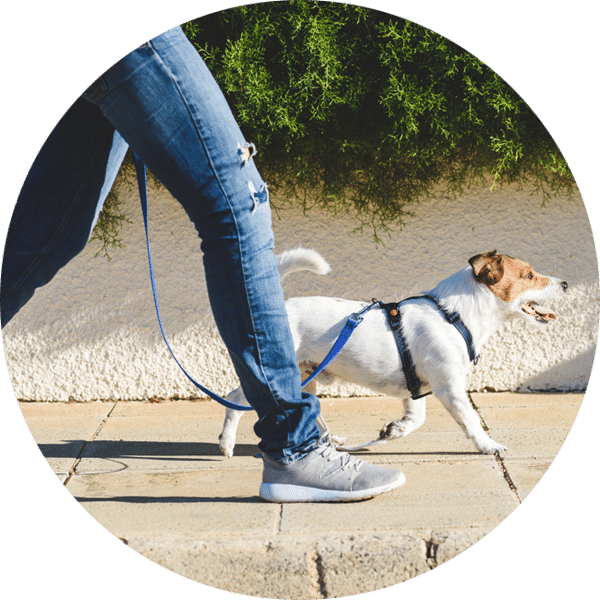 Surgery Emergency vet in Upland 24 hour vet clinic near me MarQueen Veterinary ER