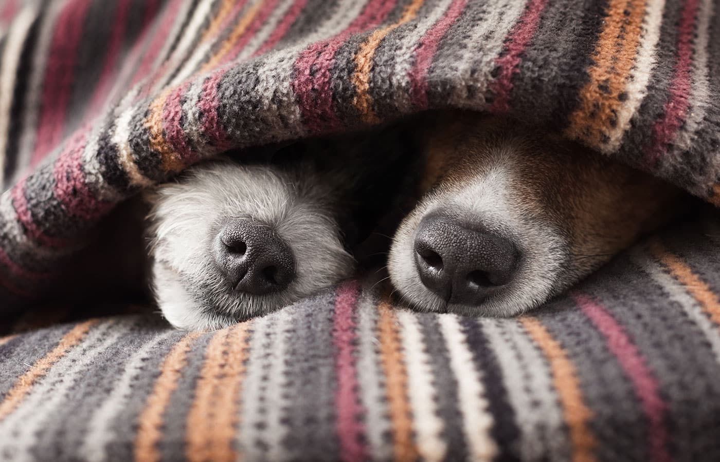 Emergency Emergency vet in Upland 24 hour vet clinic near me MarQueen Veterinary ER