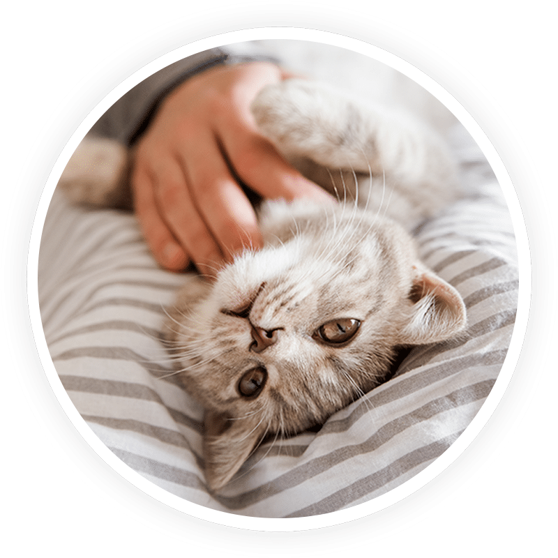 Internal Medicine Emergency vet in Upland 24 hour vet clinic near me MarQueen Veterinary