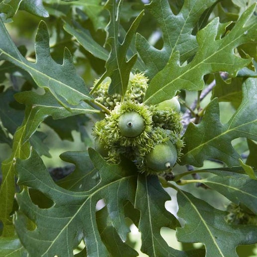 Bur Oak Marquette County Conservation District