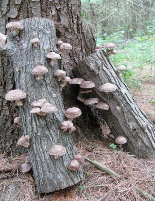 Shiitake Mushroom Logs Marquette County Conservation District