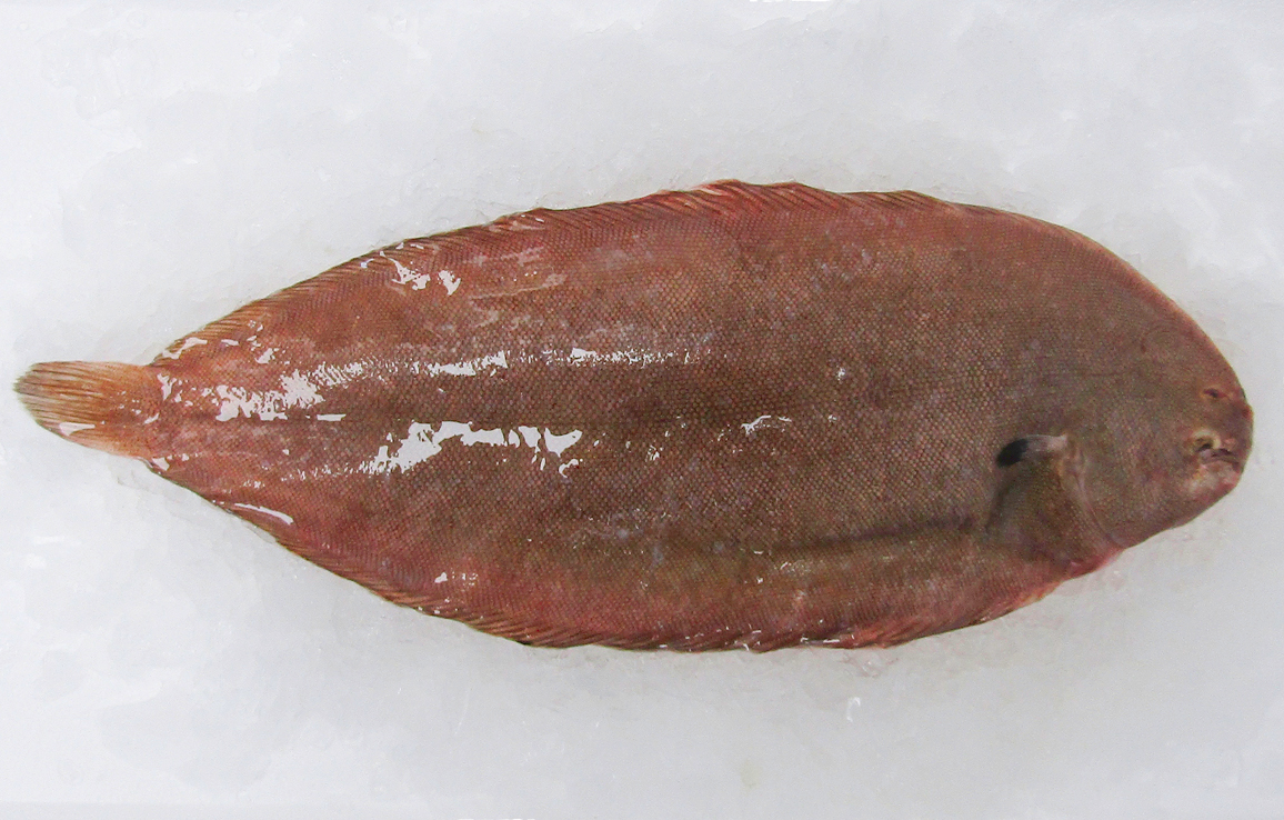 freshdoversole Marrfish Wholesale Fish & Seafood Delivery