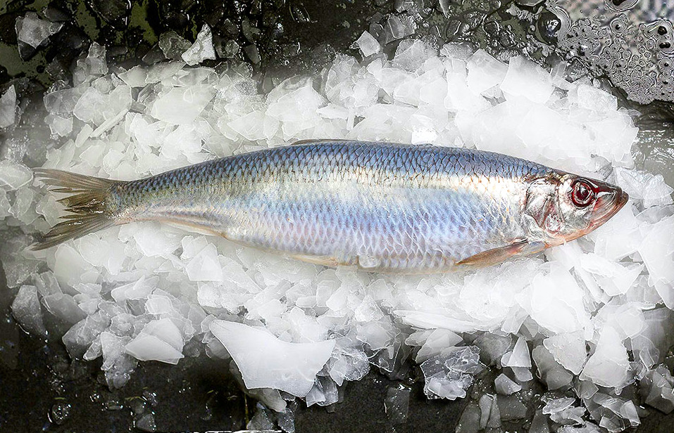 WholesaleHerring Marrfish Wholesale Fish & Seafood Delivery