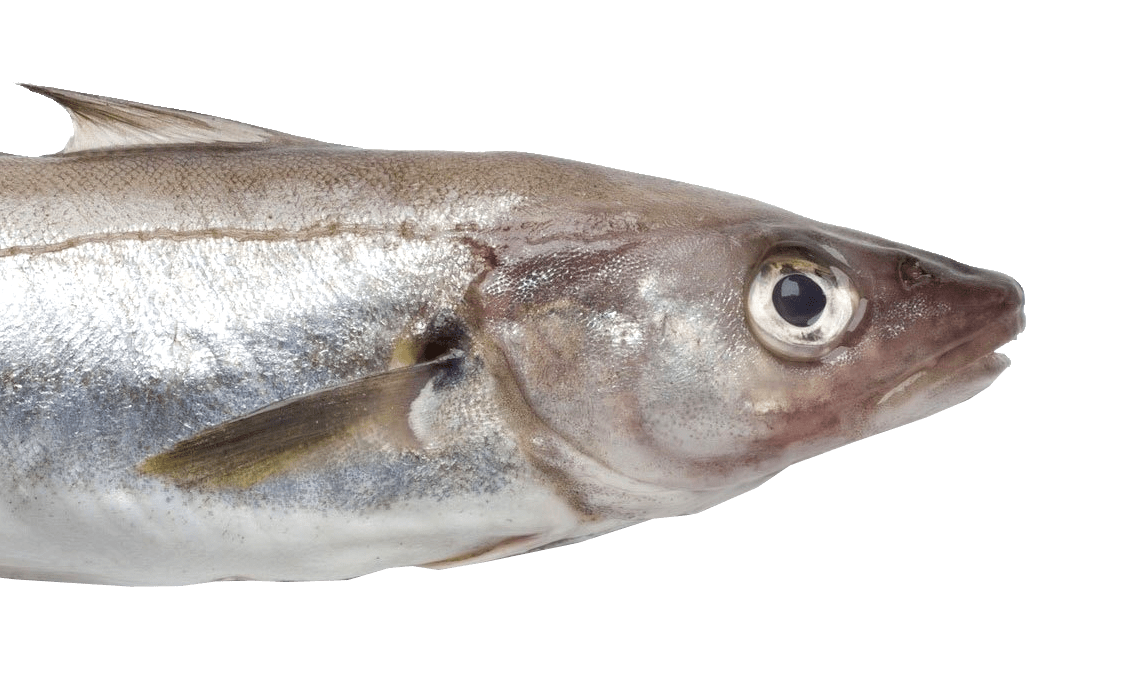 whiting Marrfish Wholesale Fish & Seafood Delivery