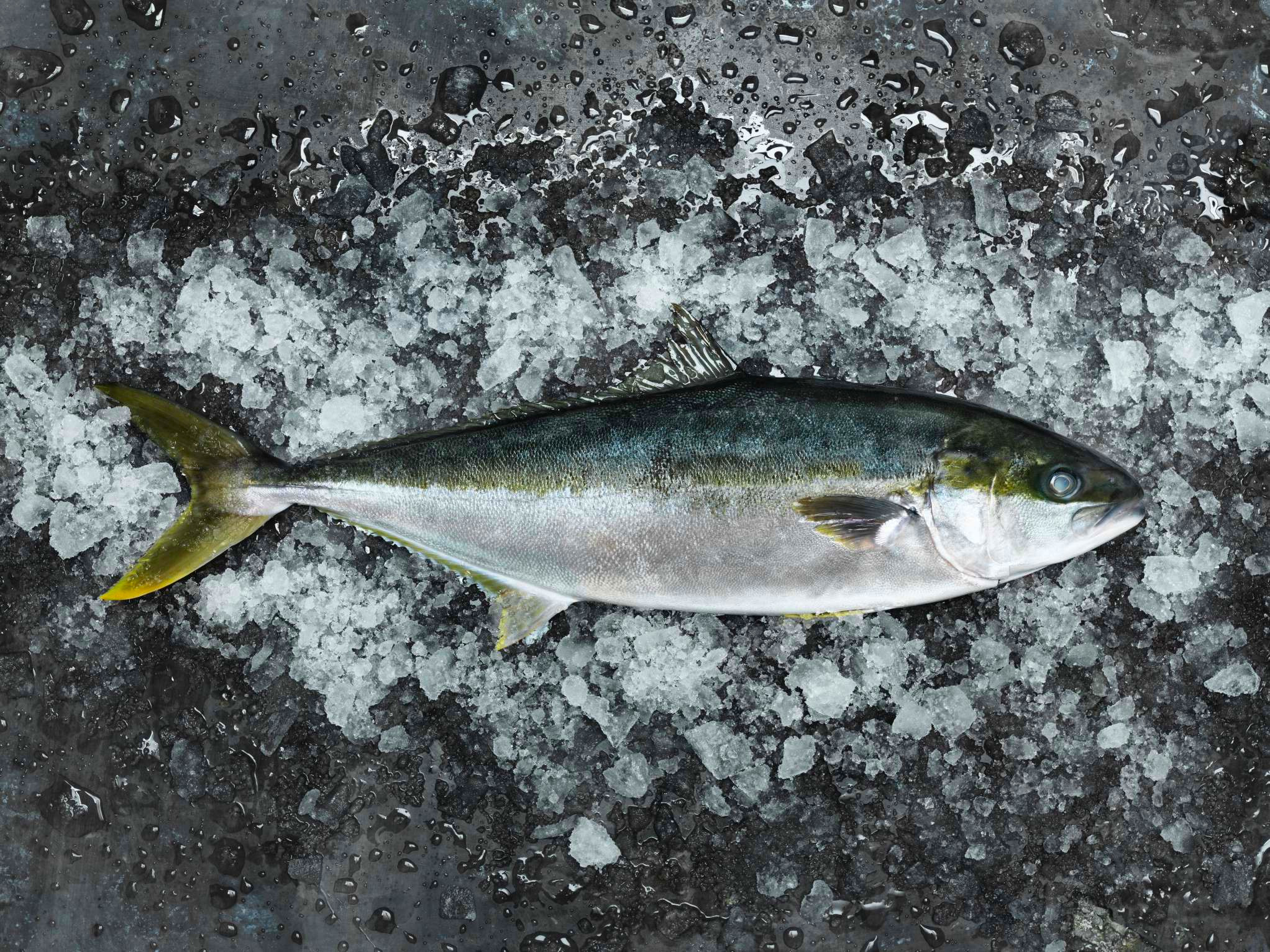 Yellowtail Kingfish Marrfish Wholesale Fish & Seafood Delivery