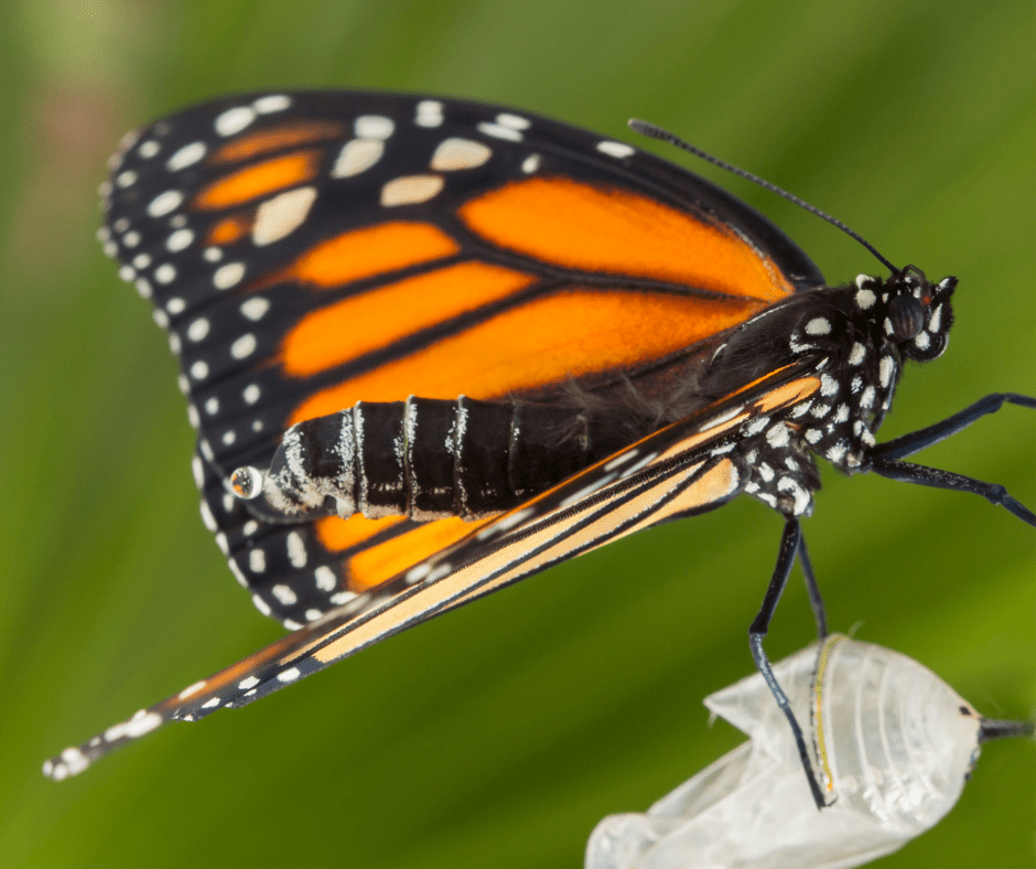 monarch butterfly cocoon Marriage Dynamics Institute