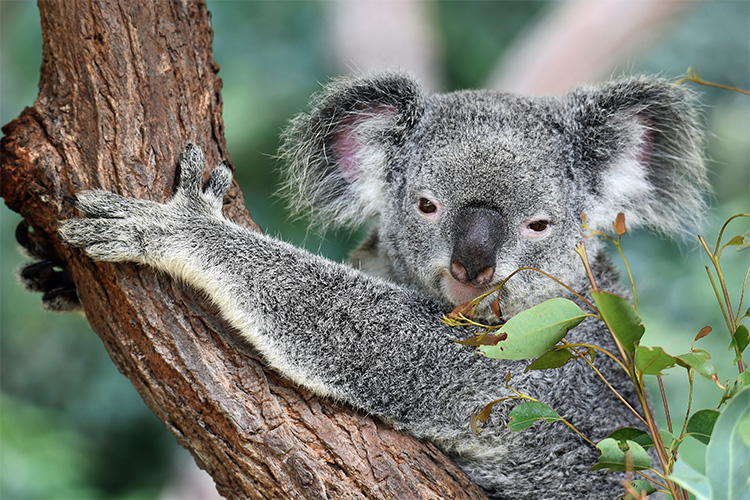 Drop Bear Vs Koala