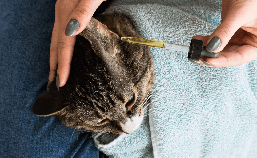 Top 5 ear cleaning solution for cats MARSHABLES