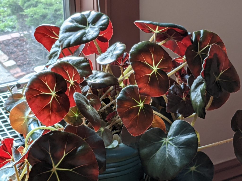 How I Grow Beefsteak Begonias and Other House Plants Marshall Lev Dermer