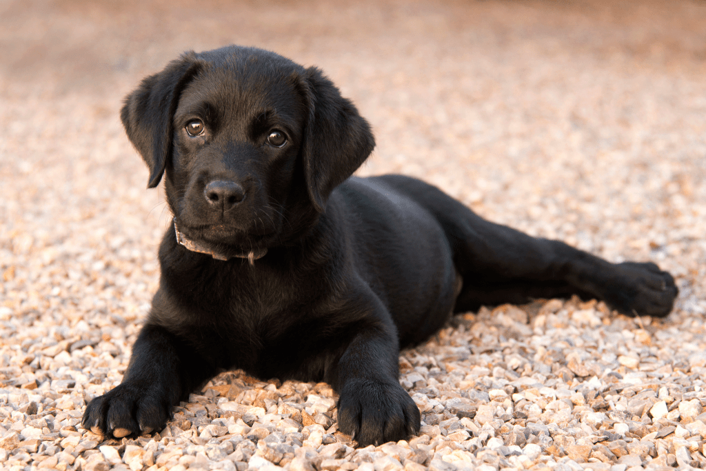 Buying A Labrador Puppy Price And Everything You Need To Know