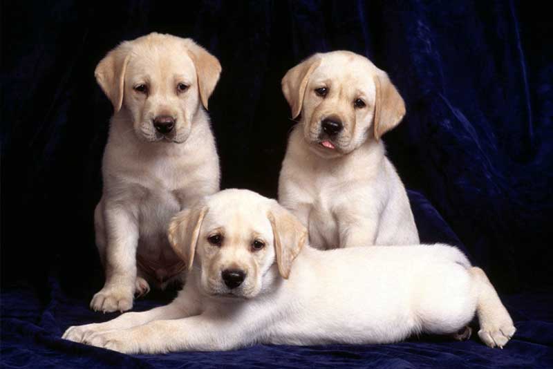 Buying A Labrador Puppy: Price And Everything You Need To Know! | Marshalls Pet Zone