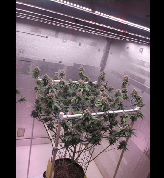 Mars Hydro FCE 6500 730W LED Grow Light