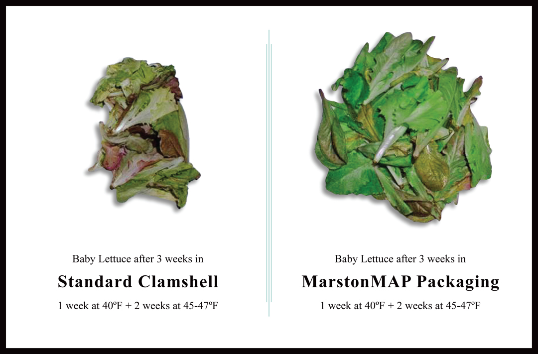Baby Lettuce MarstonMAP