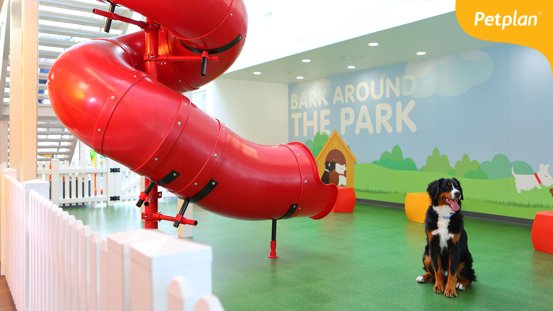 Petplan CMO says the many 4legged loves of her life inspired the pet insurance brand