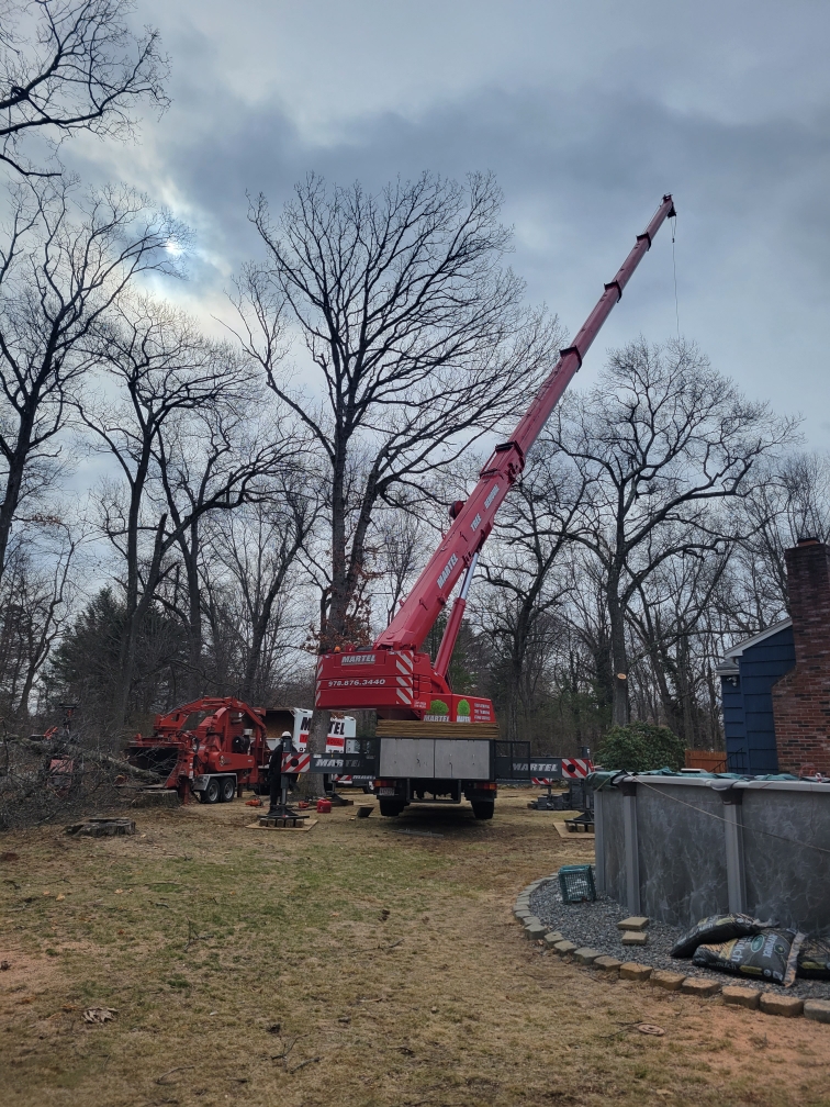 Tree Removal in Burlington, MA. Martel Crane Service & Tree Removal