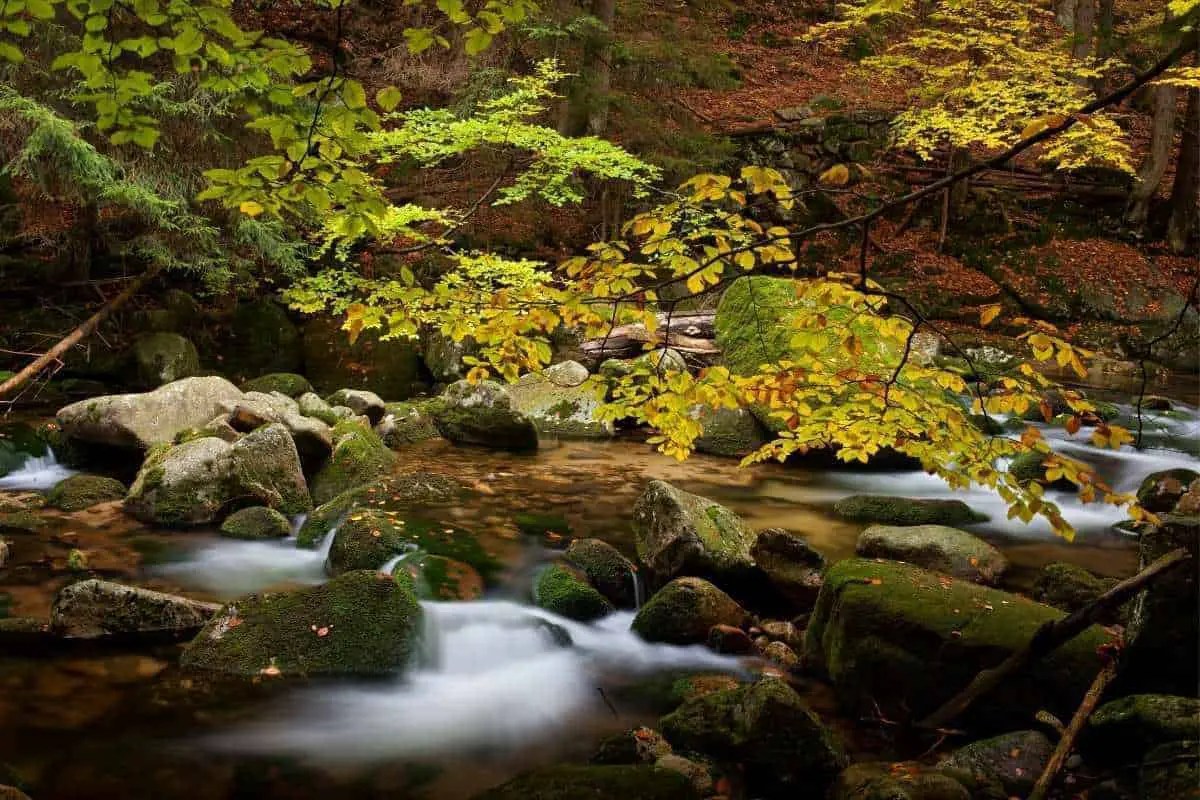 12 Great State Forests In Massachusetts For Year Round Fun!