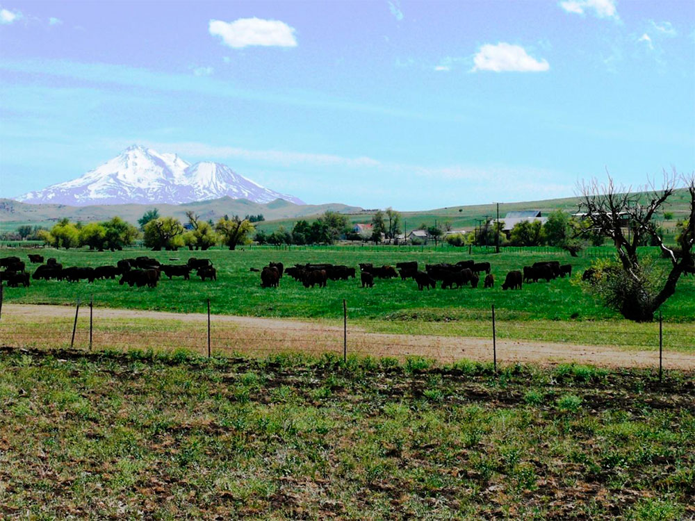 Willow Creek Ranch Ranch Management