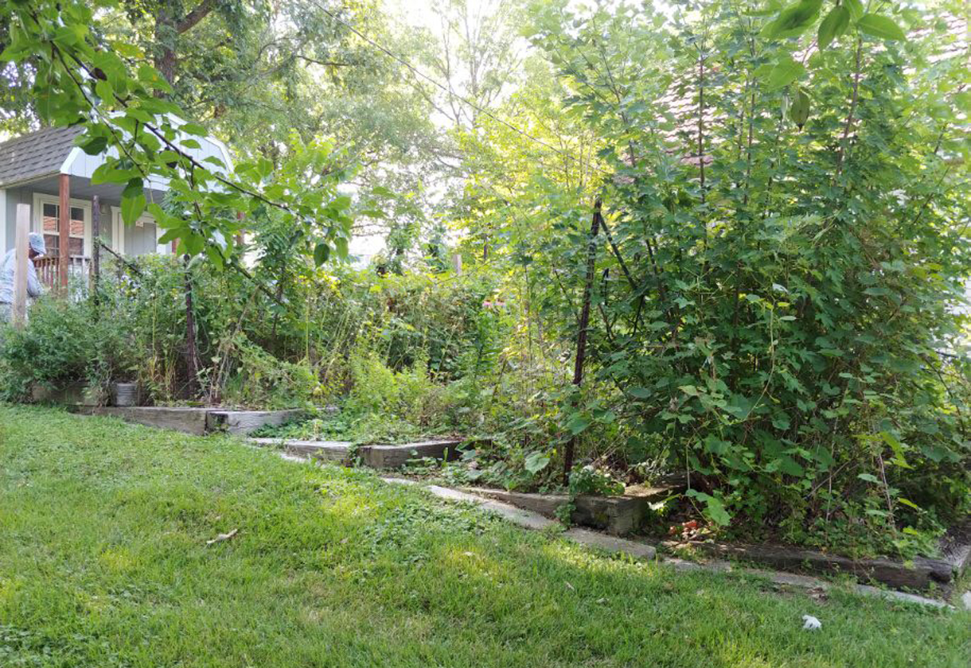 Tree Care & Lawn Care Services Kansas City, MO