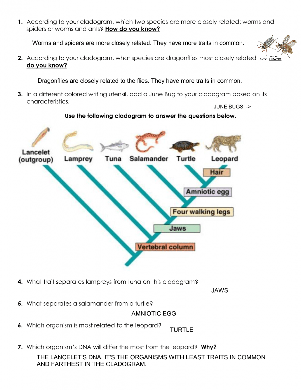 Cladogram Practice Worksheet With Answers – Martin Lindelof