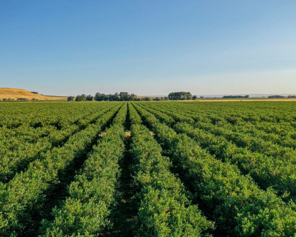 Columbia Basin Feed Kennewick Wa Columbia Basin Farmland Farms For Sale Martin Outdoor Property Group