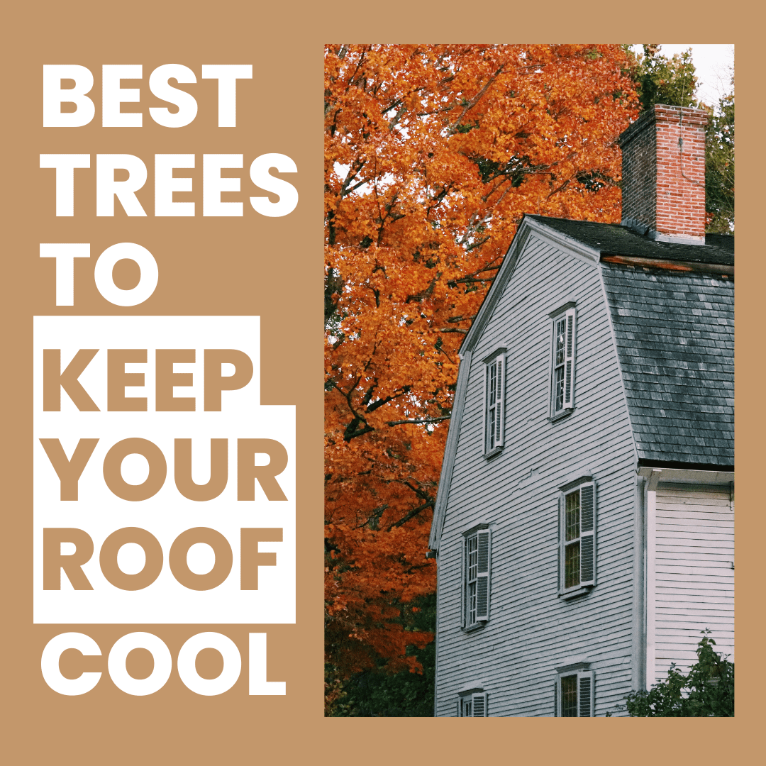 Best Trees to Cool Your Roof Martin Roofing & Siding