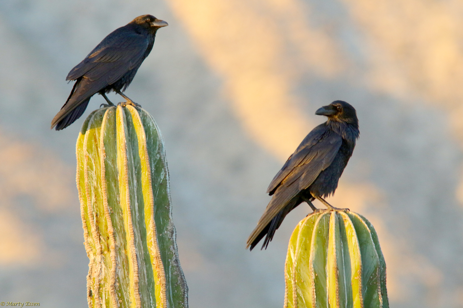 Ravens in Mexico Around the World with Marty Essen