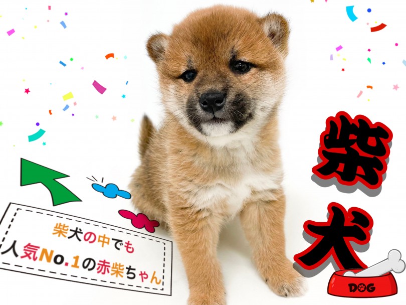 画像で解説】柴犬のタヌキ顔とキツネ顔の特徴や歴史について | Qpet（ｷｭｰﾍﾟｯﾄ） 柴犬 】まん丸フォルムのタヌキ顔！大人気カラー赤柴登場！ | マルワンBlog | ペットショップ マルワン 小さめ子犬 美形な子猫 初心者安心のサポート