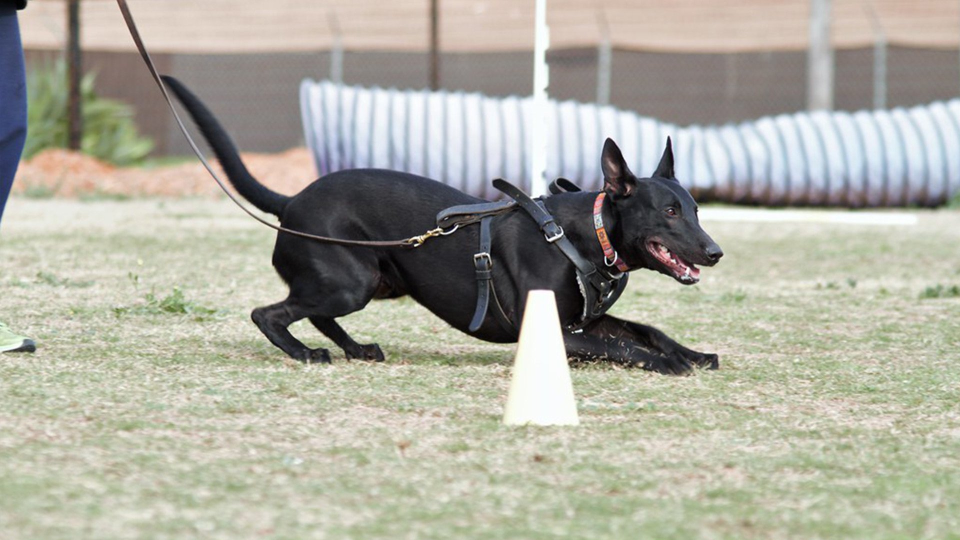 Gallery Marvel K9 Dog Training Academy