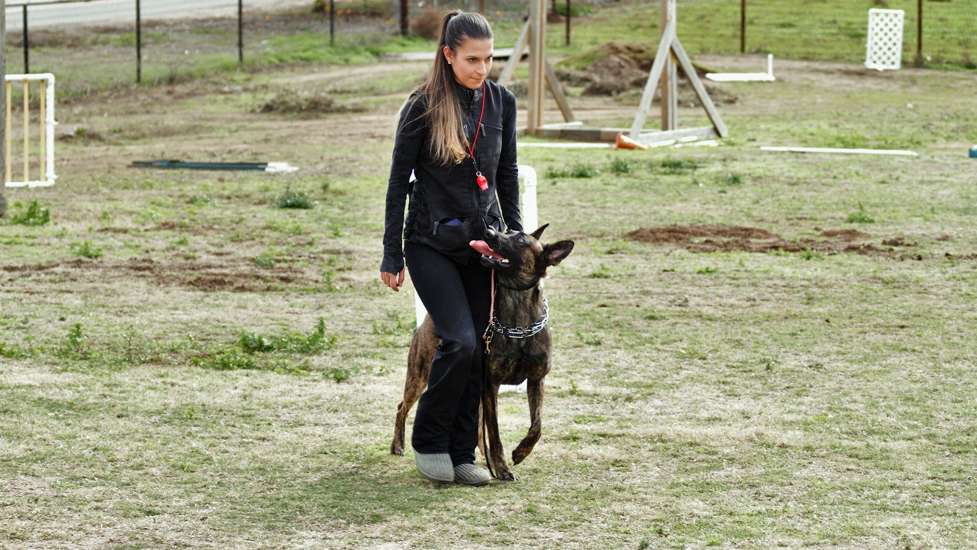 Gallery Marvel K9 Dog Training Academy