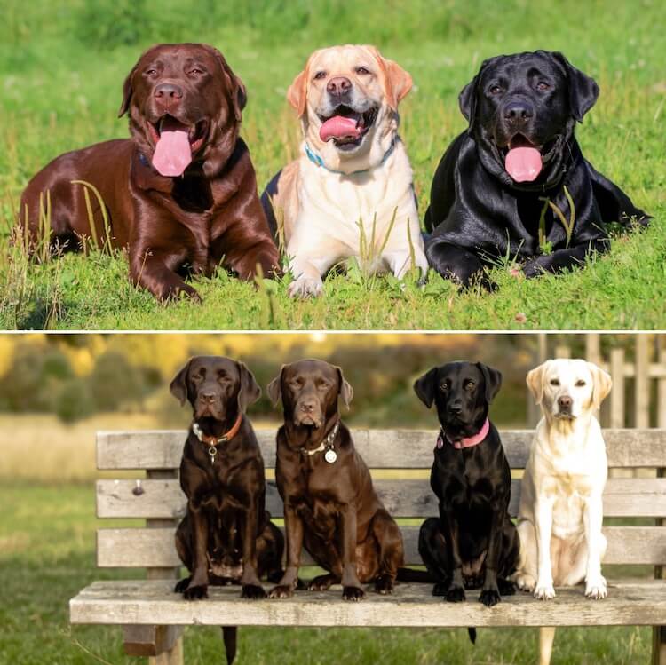 English Labrador vs. American Labrador Top 10 Differences Marvelous Dogs