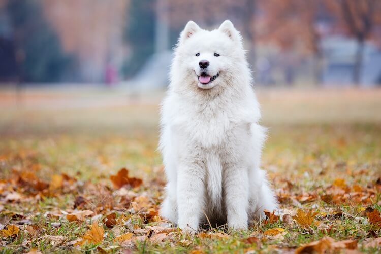 26 White Dog Breeds Small, Big & Fluffy White Dogs Marvelous Dogs