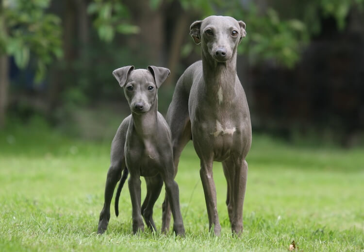 Are Greyhound Hypoallergenic