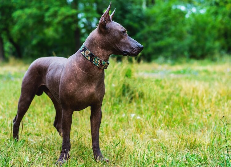 Top 55 Best Hypoallergenic Dogs Marvelous Dogs