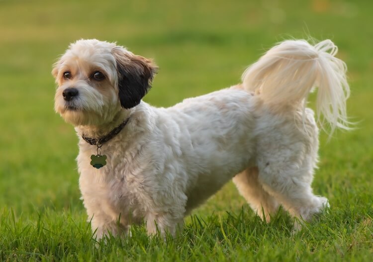 Cavachon Dog Breed Personality, Size, Price, Facts & More Marvelous Dogs