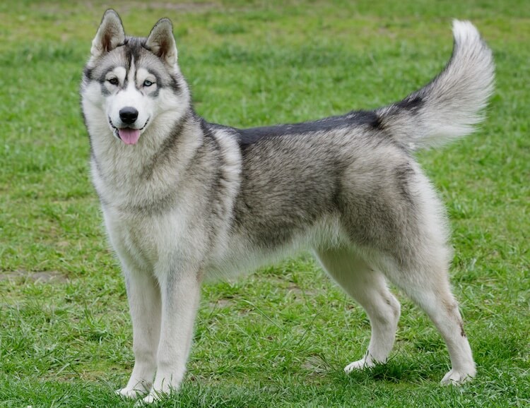 Malamute vs Husky All 10 Differences Explained Marvelous Dogs