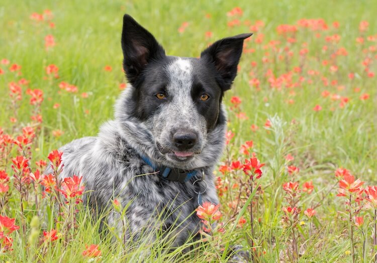 Texas Heeler 101 Personality, Training, Facts & More Marvelous Dogs