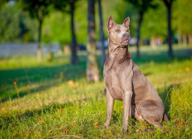 Are Female Dogs Good Guard Dogs