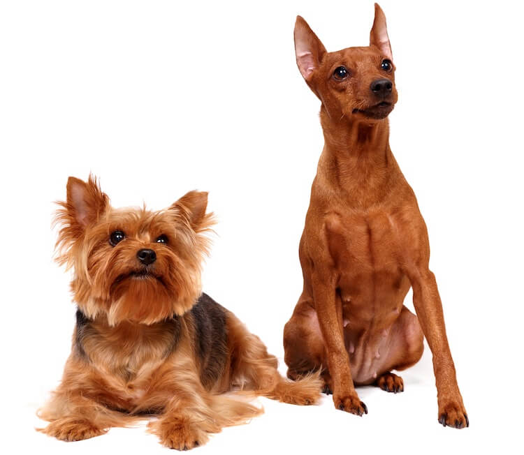 Yorkie Mixes Top 20 Yorkshire Terrier Mix Breeds Marvelous Dogs