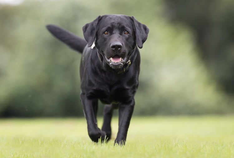 Miniature Labrador Everything To Know About Mini Labs Marvelous Dogs