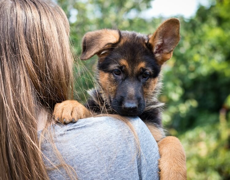 Are Miniature German Shepherds Real