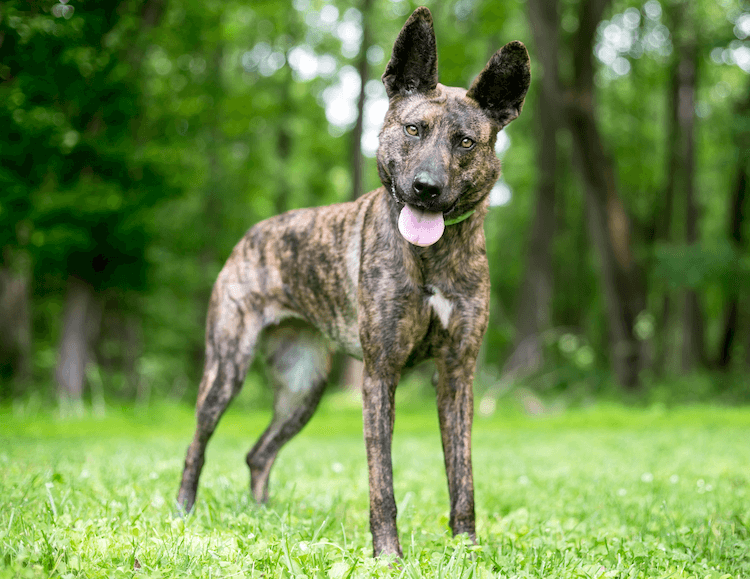 Types Of Shepherd Dogs 20 Shepherd Dog Breeds Marvelous Dogs