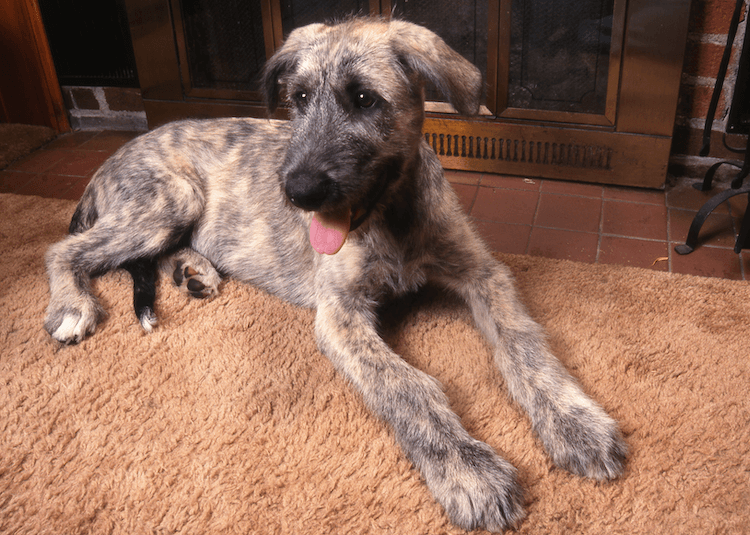 30 Brindle Dog Breeds Best Dogs With Brindle Coats Marvelous Dogs