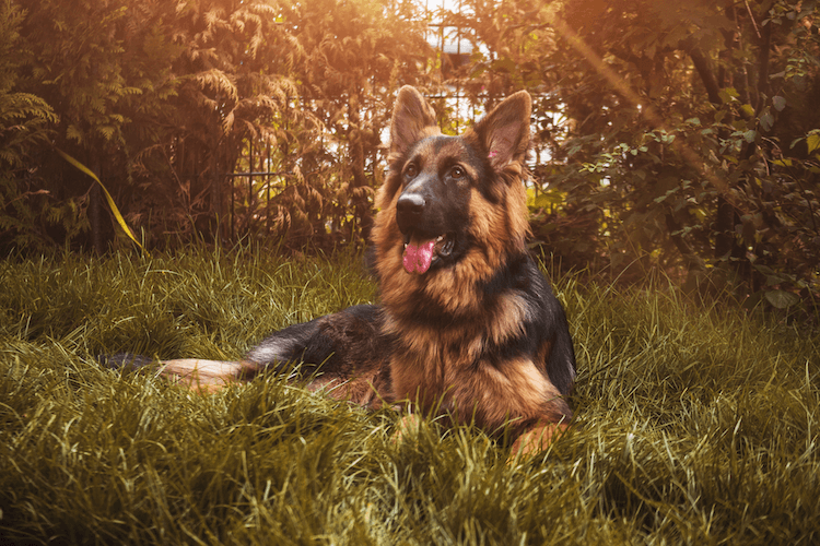 Share 81+ german shepherd without hair latest in.eteachers