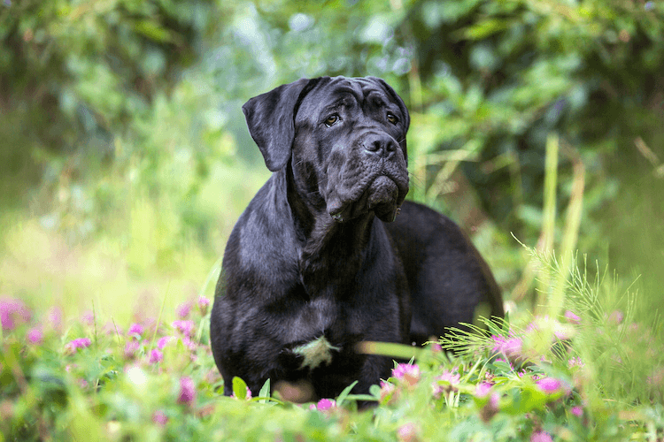 How Much Is A Cane Corso? Cane Corso Price By State Marvelous Dogs