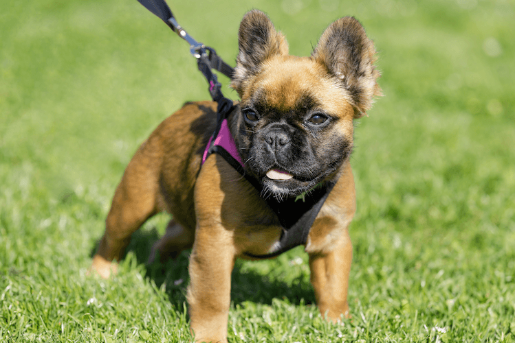 Fluffy Frenchie LongHaired French Bulldog Breed Information