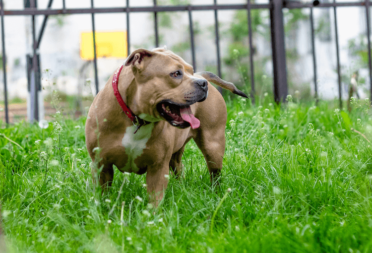 Pocket Bully Dog Breed 7 Must Know Facts Marvelous Dogs