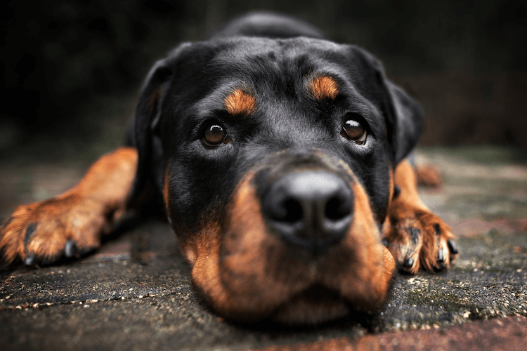Rottweiler Price List How Much Is A Rottweiler Puppy? Marvelous Dogs