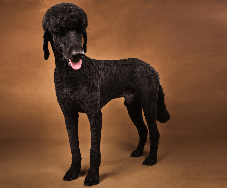 Poodle Cuts 15 Best Haircuts For Poodles Marvelous Dogs