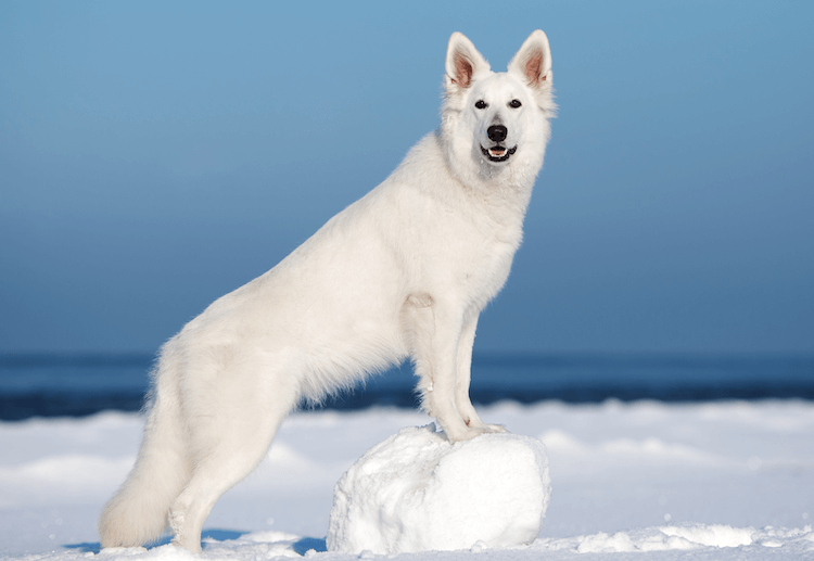 White German Shepherd Dog Breed Profile & Facts Marvelous Dogs